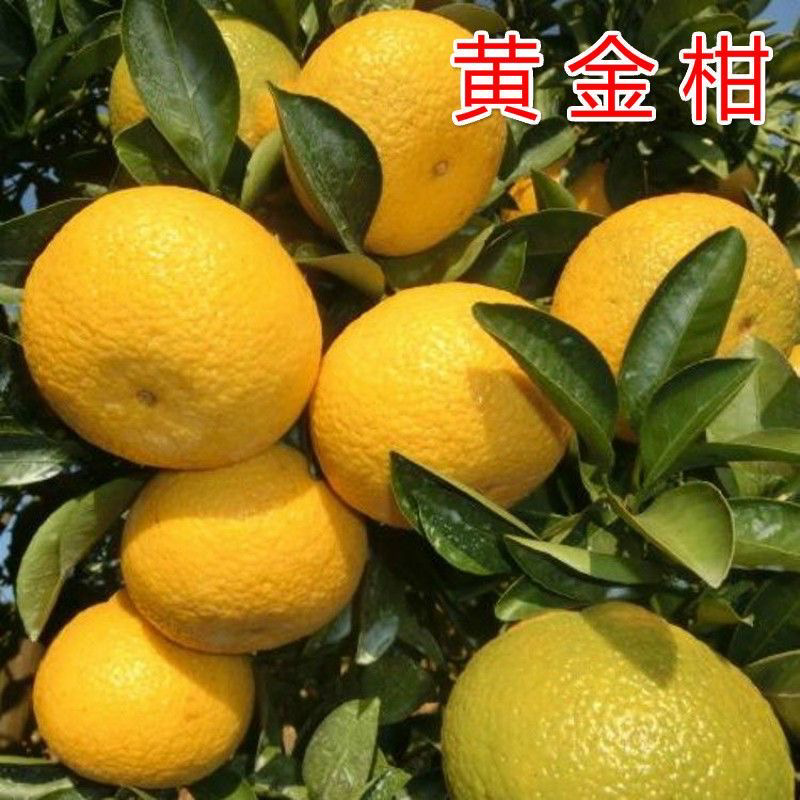 黄金柑桔苗嫁接苗新品种黄金柑树苗橘子苗桔树苗桔子脱毒果