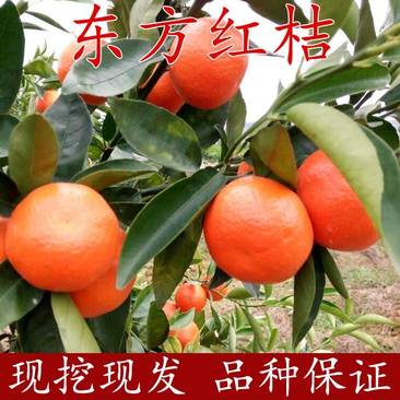 红橘苗嫁接四川红橘树苗东方红橘子苗南北方种植柑桔苗