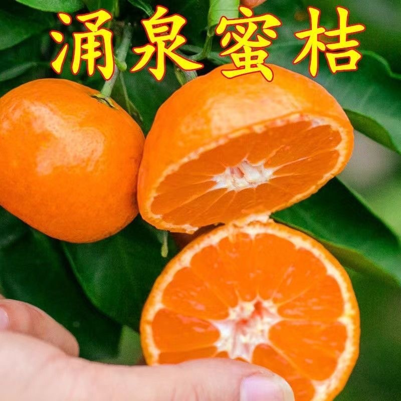 涌泉蜜桔树苗正宗临海无核蜜桔涌泉蜜橘特优早熟超甜桔子果