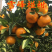 碰柑树苗雪峰椪柑嫁接椪柑苗甜润爽口柑桔子果树苗无核