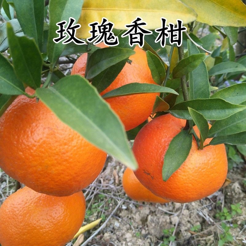 碰柑树苗雪峰椪柑嫁接椪柑苗甜润爽口柑桔子果树苗无核