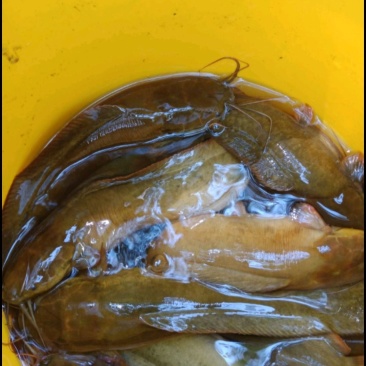 本地塘鲺山坑鱼塘，流动水养的塘鲺，肉质鲜美，爽甜滑口