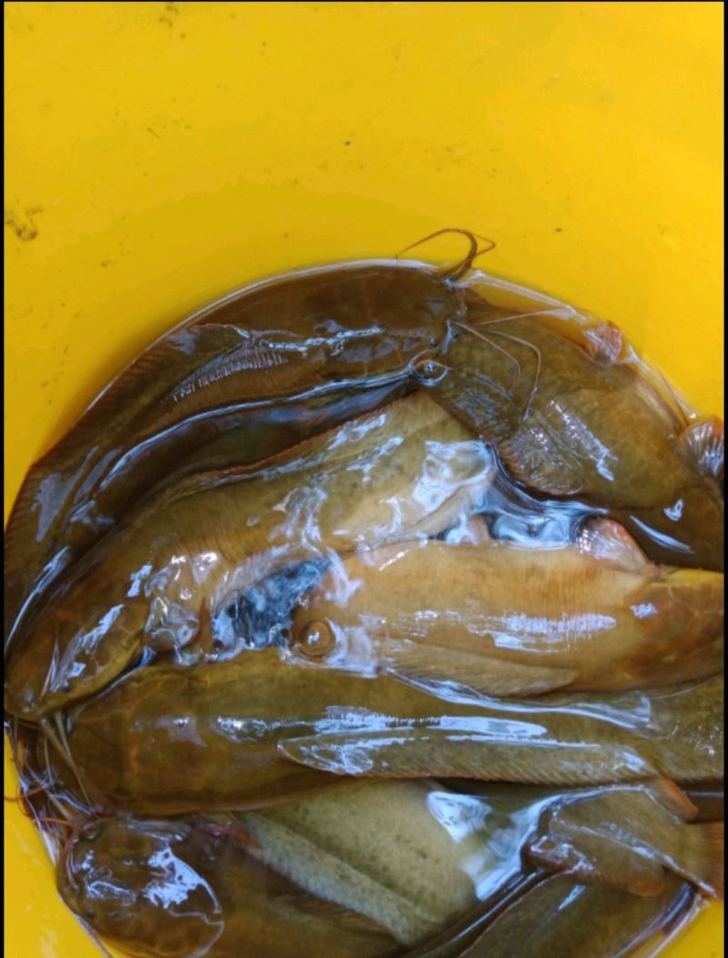 本地塘鲺山坑鱼塘，流动水养的塘鲺，肉质鲜美，爽甜滑口