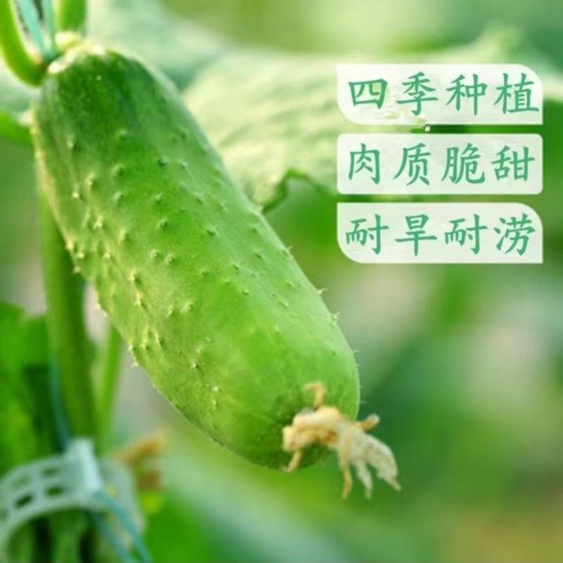 吉祥秋瓜旱黄瓜种子春秋旱黄瓜种籽四季播秋瓜耐热小黄瓜杂交