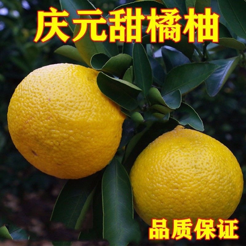 青桔苗海南青金桔树苗小青桔子苗当年结果苗