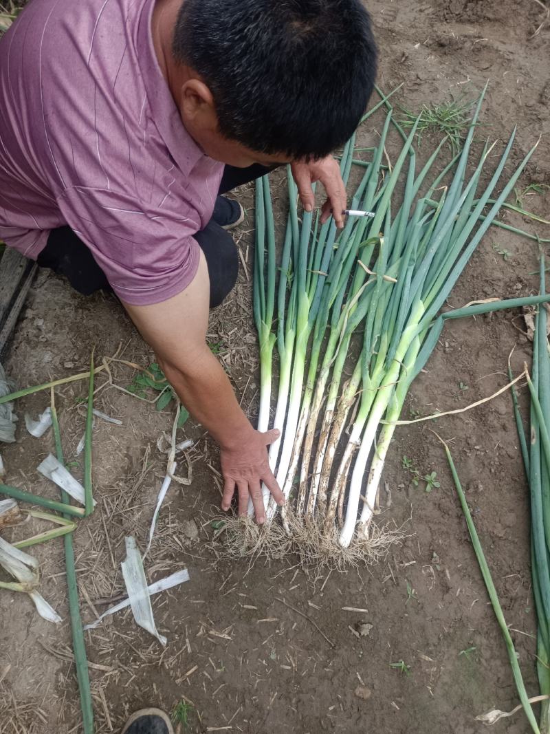 精品长白大葱基地直供一手货源品质保证价格实惠欢迎采购