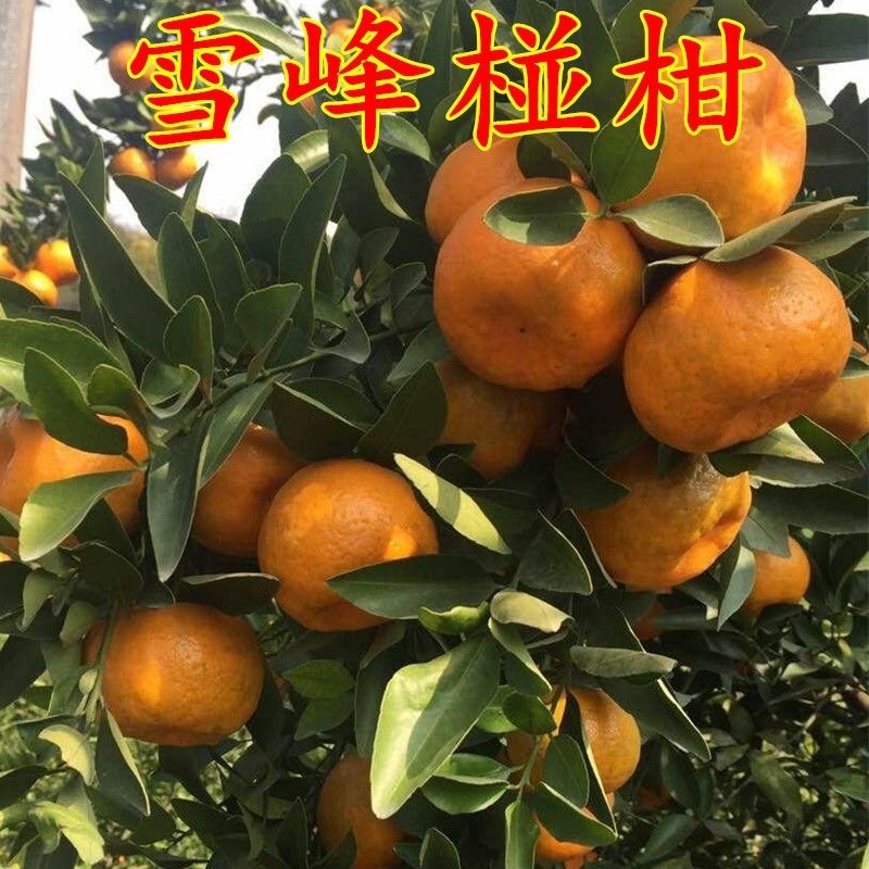 桔子树苗丑橘树苗不知火丑桔苗丑橘苗丑八怪桔子苗果树苗当年