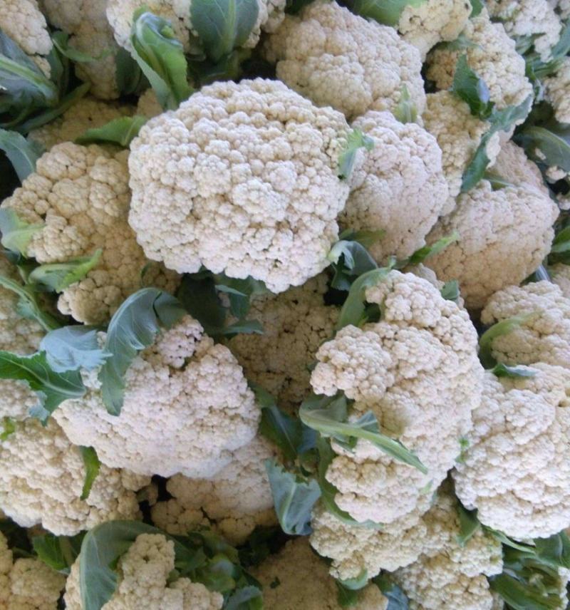 聊城白面青梗松花菜有机散花大量上市，产地直供供应商超