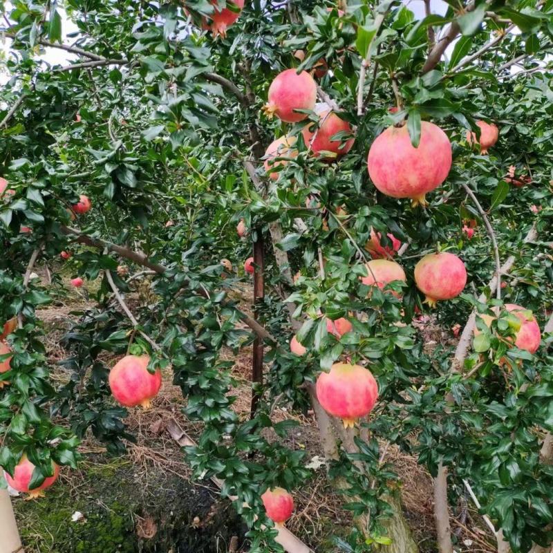 会理突尼斯软籽石榴