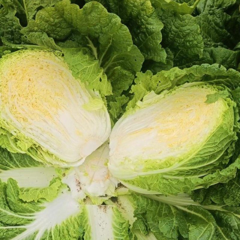 精品黄心白菜