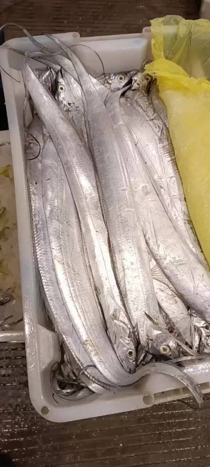 流网各种规格带鱼黄花鱼