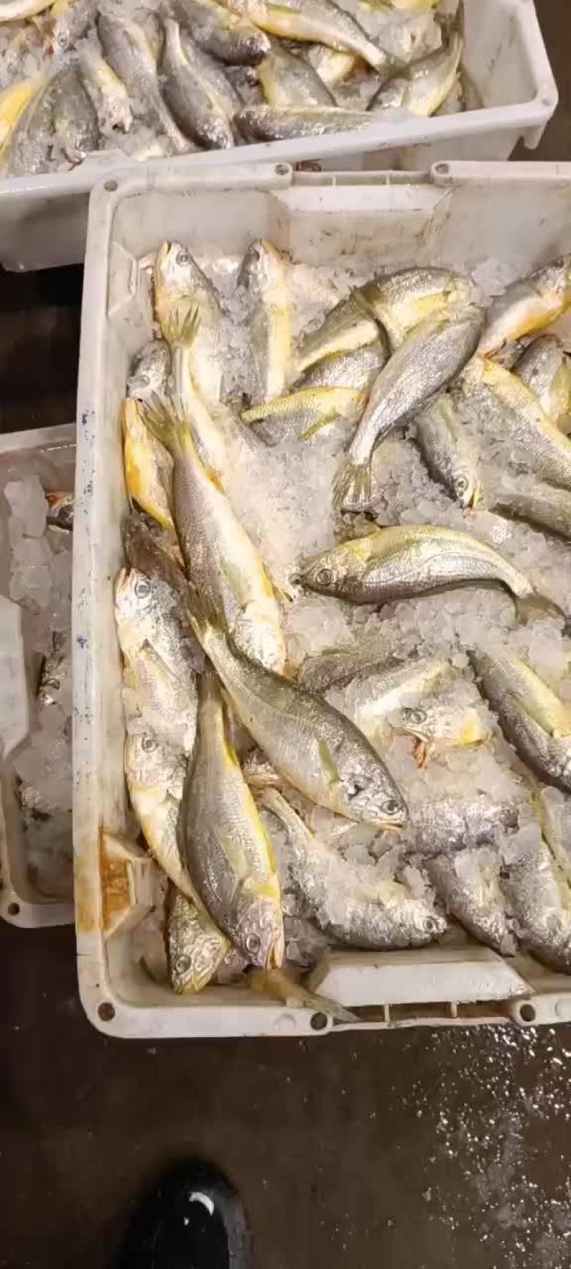流网各种规格带鱼黄花鱼