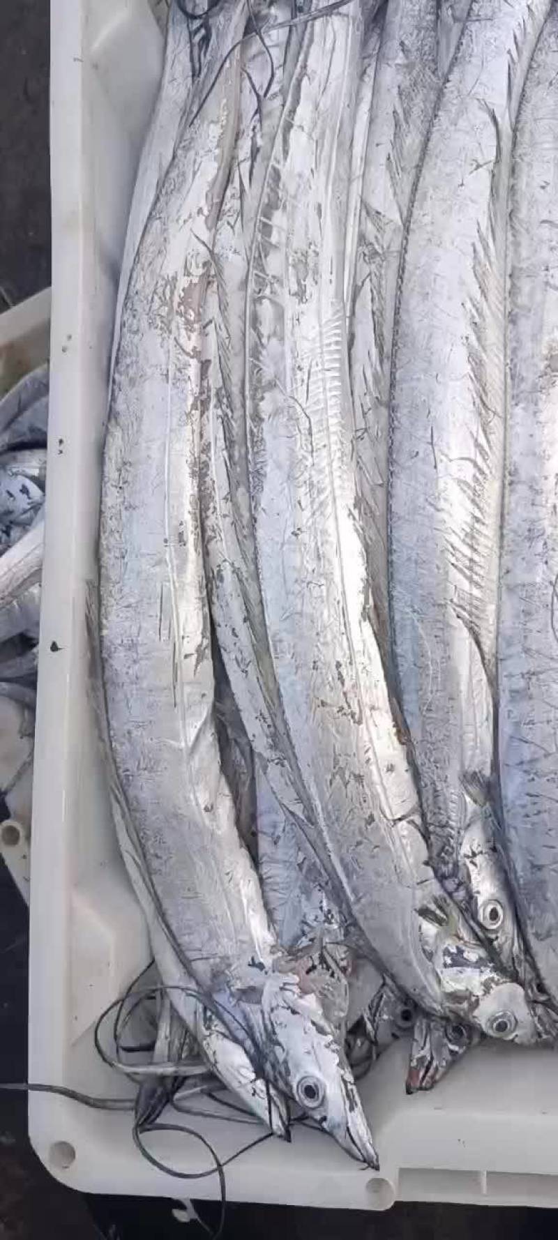 流网各种规格带鱼黄花鱼
