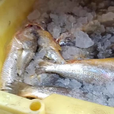流网各种规格带鱼黄花鱼