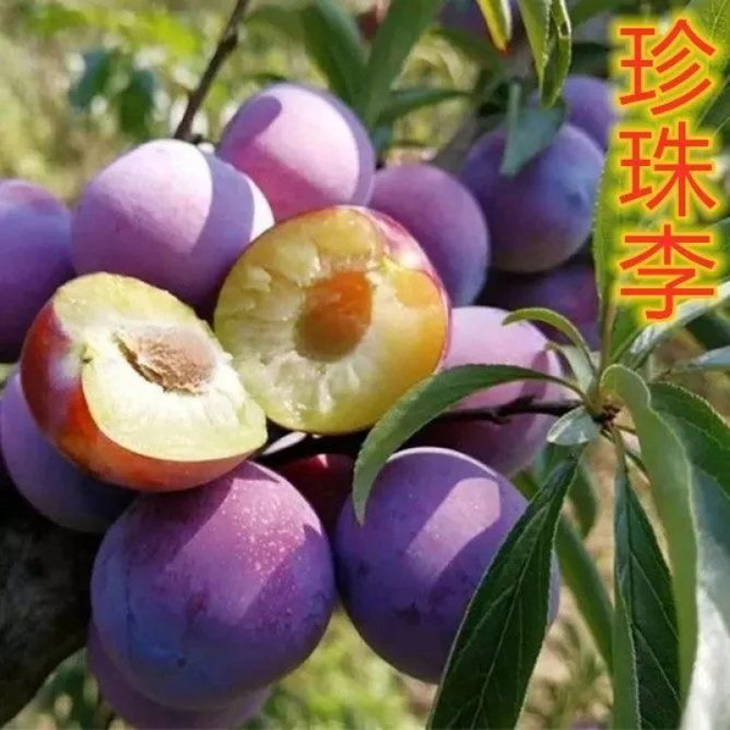 嫁接李子苗御香红李树苗晚熟红肉南华李果树苗南北种李子苗