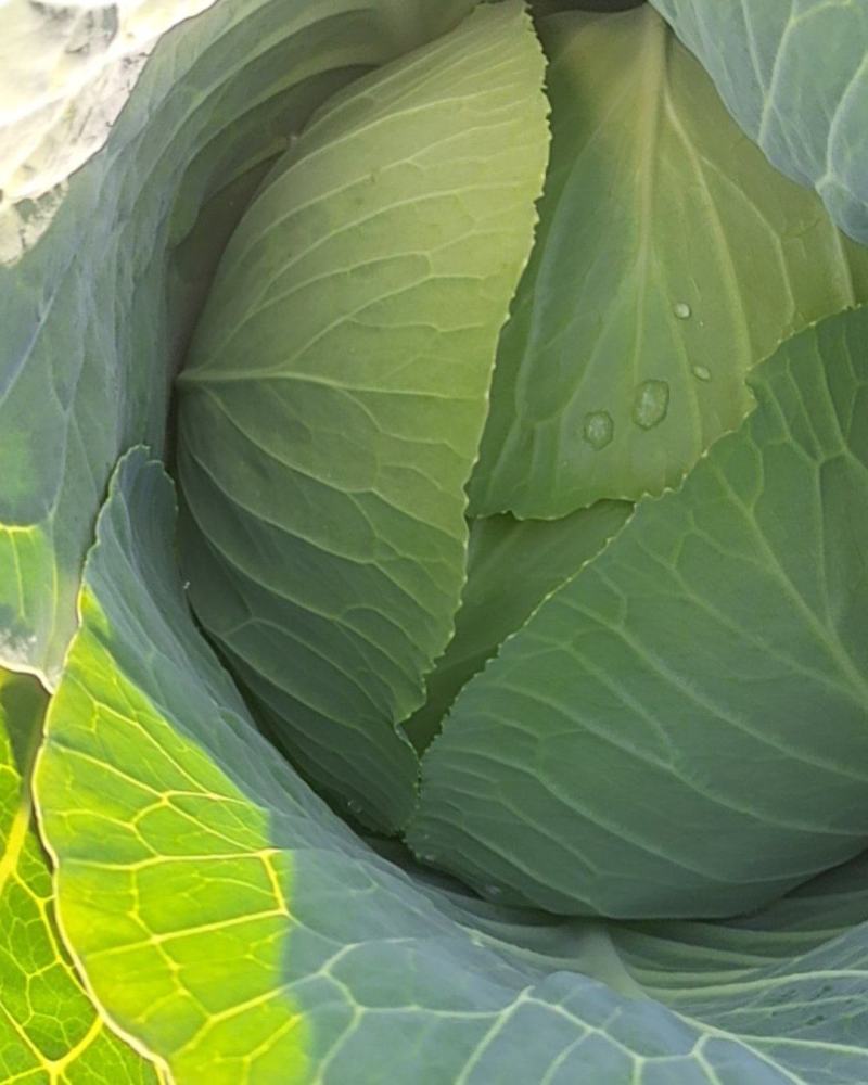 甘肃靖远包菜奥奇纳口感好色泽鲜艳爱运输