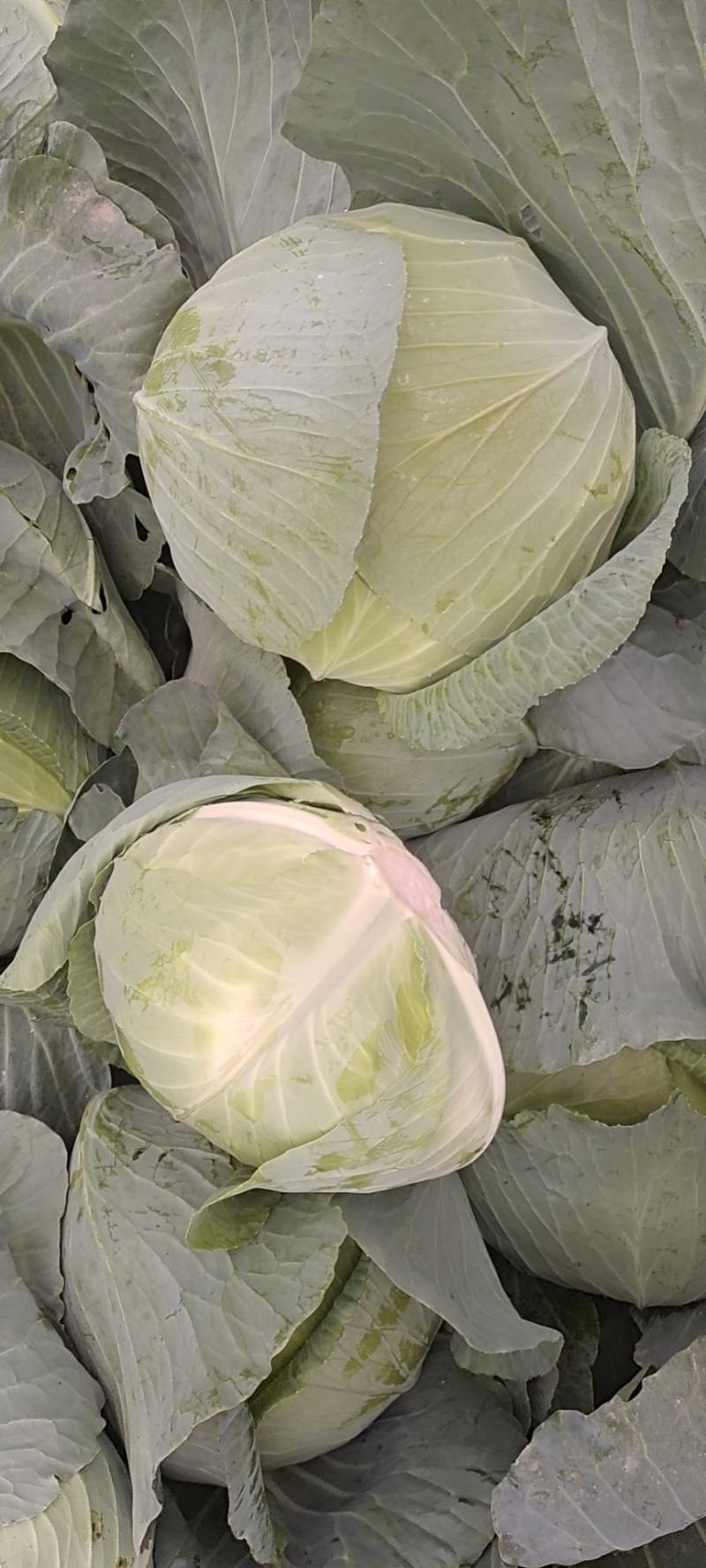 甘肃靖远包菜奥奇纳口感好色泽鲜艳爱运输