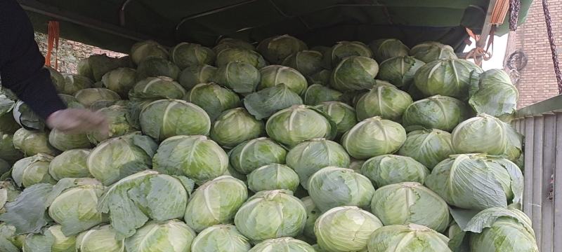 甘肃靖远包菜奥奇纳口感好色泽鲜艳爱运输