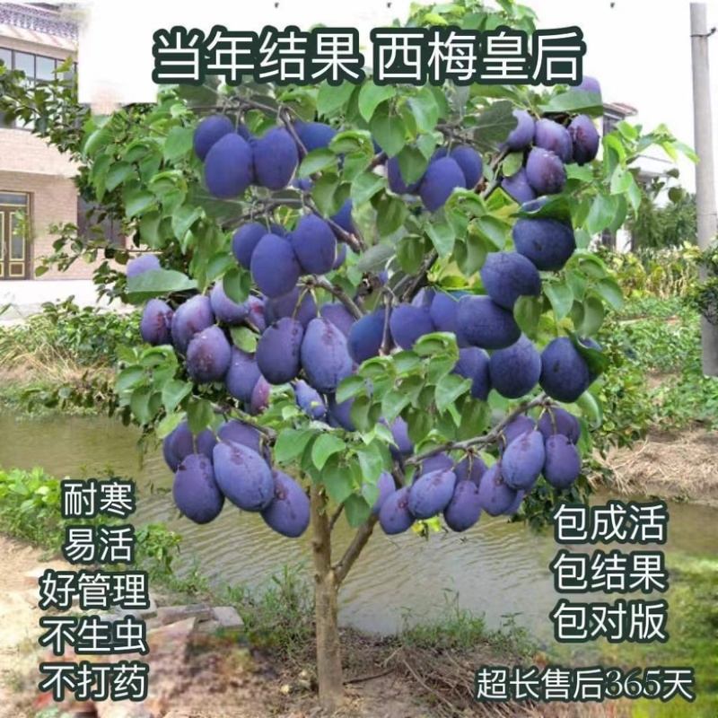 批发梅树苗皇后蓝蜜李子树苗南方北方种植果树苗当年结果苗