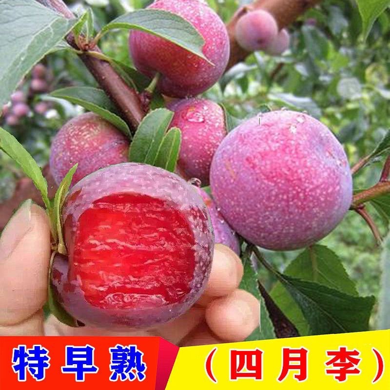 批发五月脆李子树苗凤凰李苗早熟一点红四川嫁接脱骨李子苗