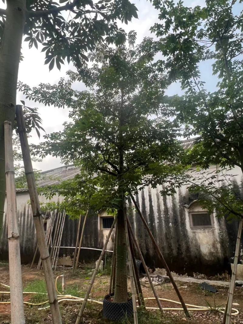 美人树