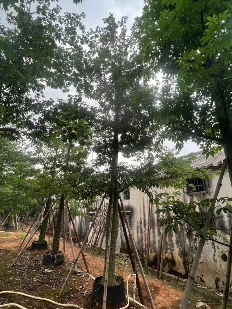 美人树