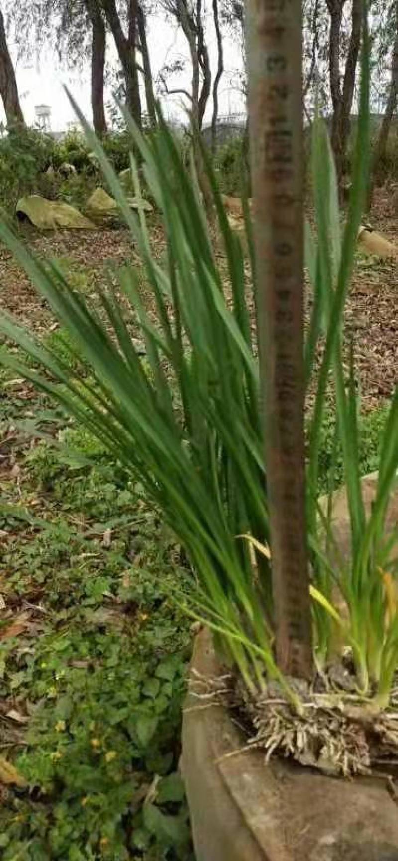 草坪草景观绿化庭院阳台造景护坡耐寒耐干耐涝易活易养省肥
