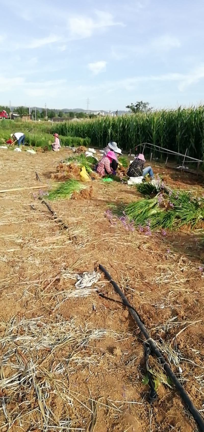 草坪草景观绿化庭院阳台造景护坡耐寒耐干耐涝易活易养省肥