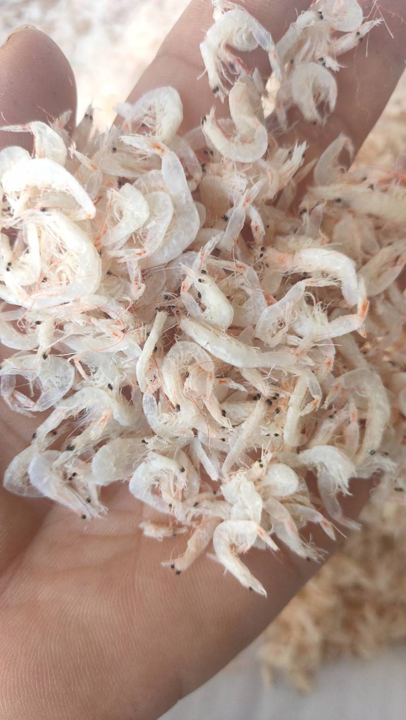 渤海湾优级淡干无盐虾皮