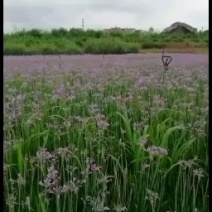 草坪草景观绿化庭院阳台造景护坡耐寒耐干耐涝易活易养省肥