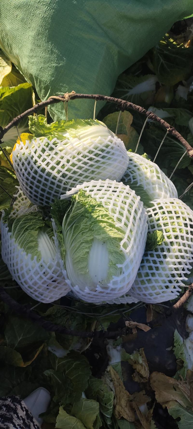 （推荐）云南本地白菜