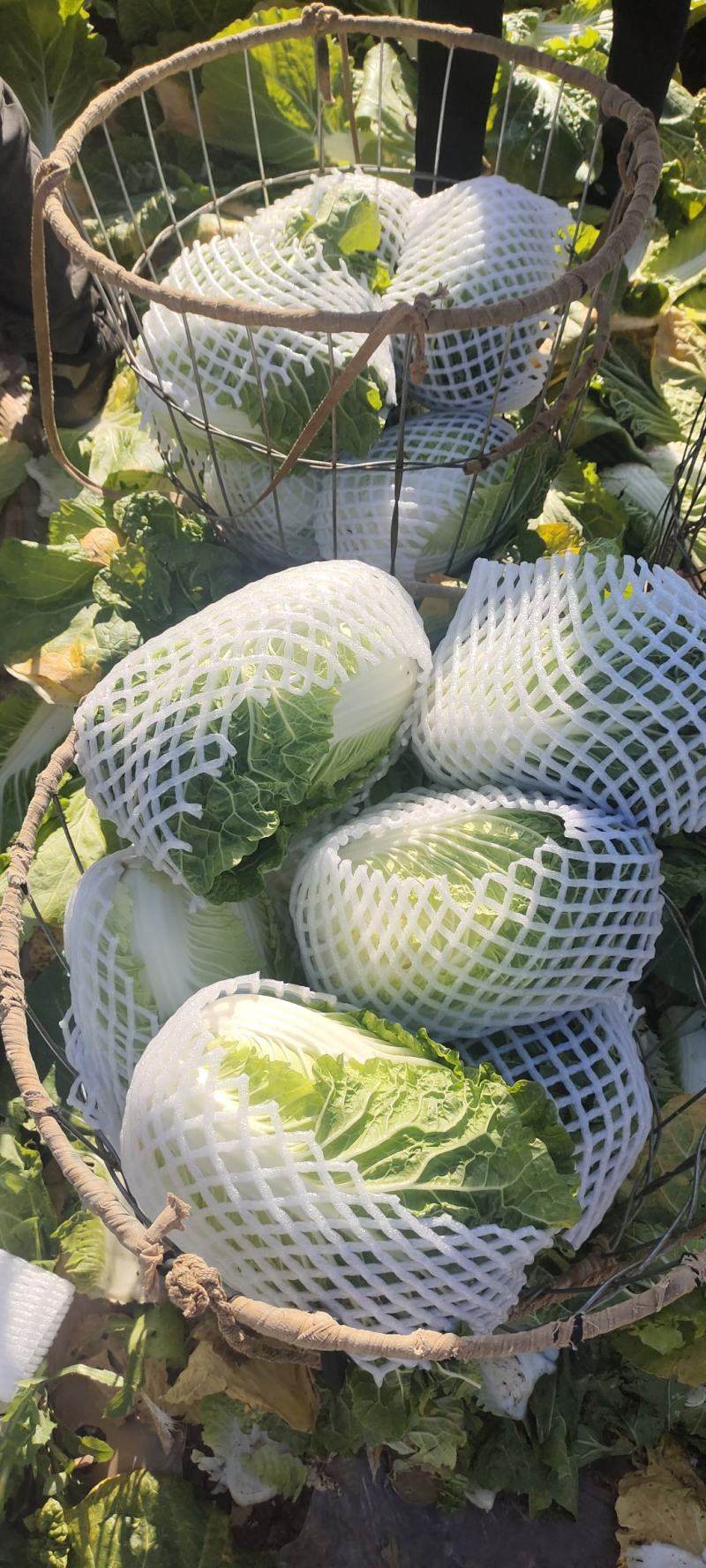 （推荐）云南本地白菜