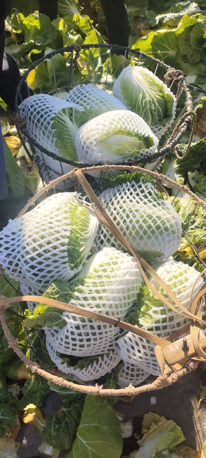 （推荐）云南本地白菜
