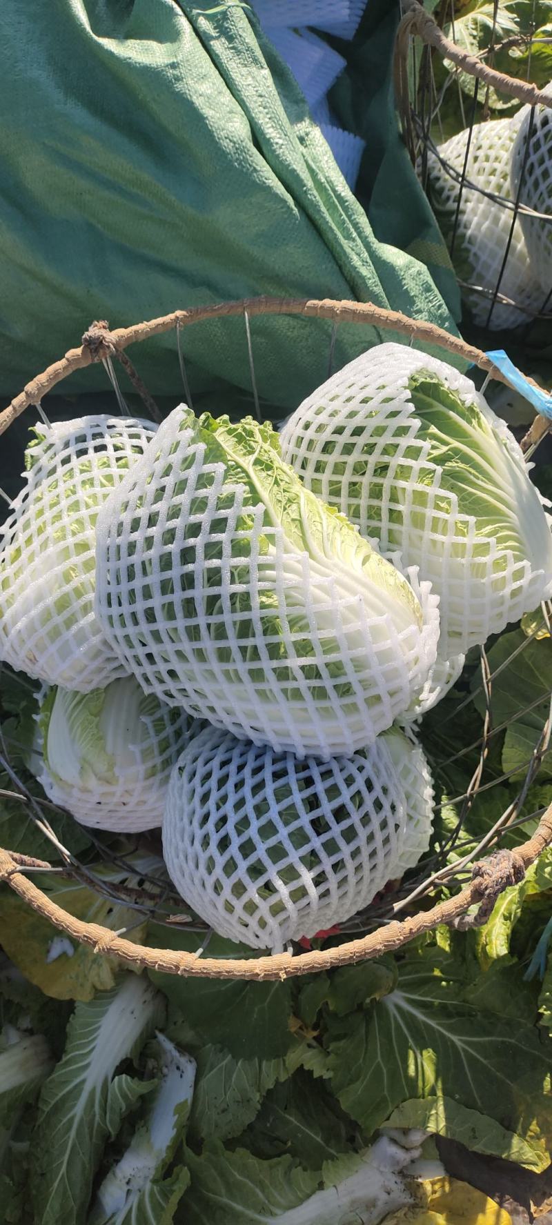（推荐）云南本地白菜