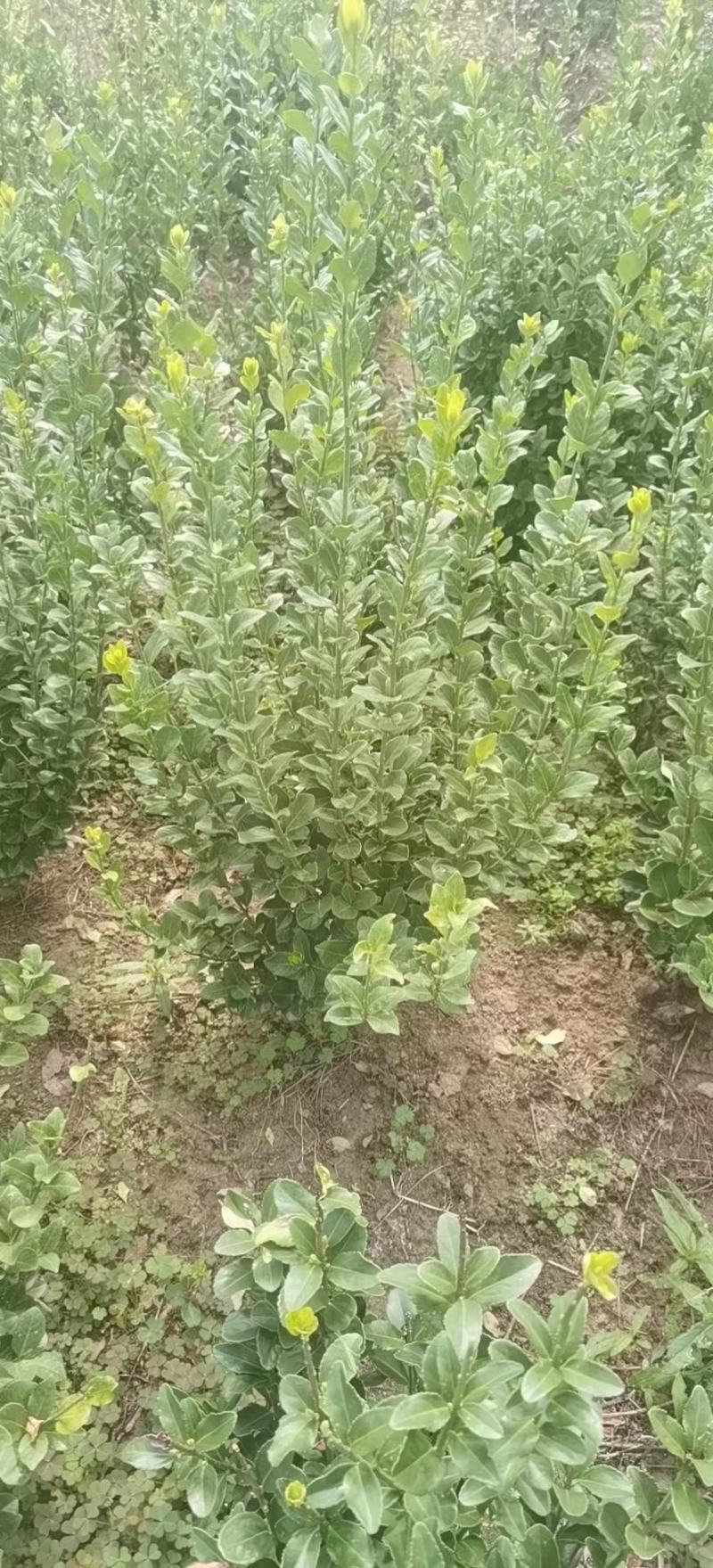 卫矛毛球，【江苏基地直发】，无中间商，现场挖苗，包活