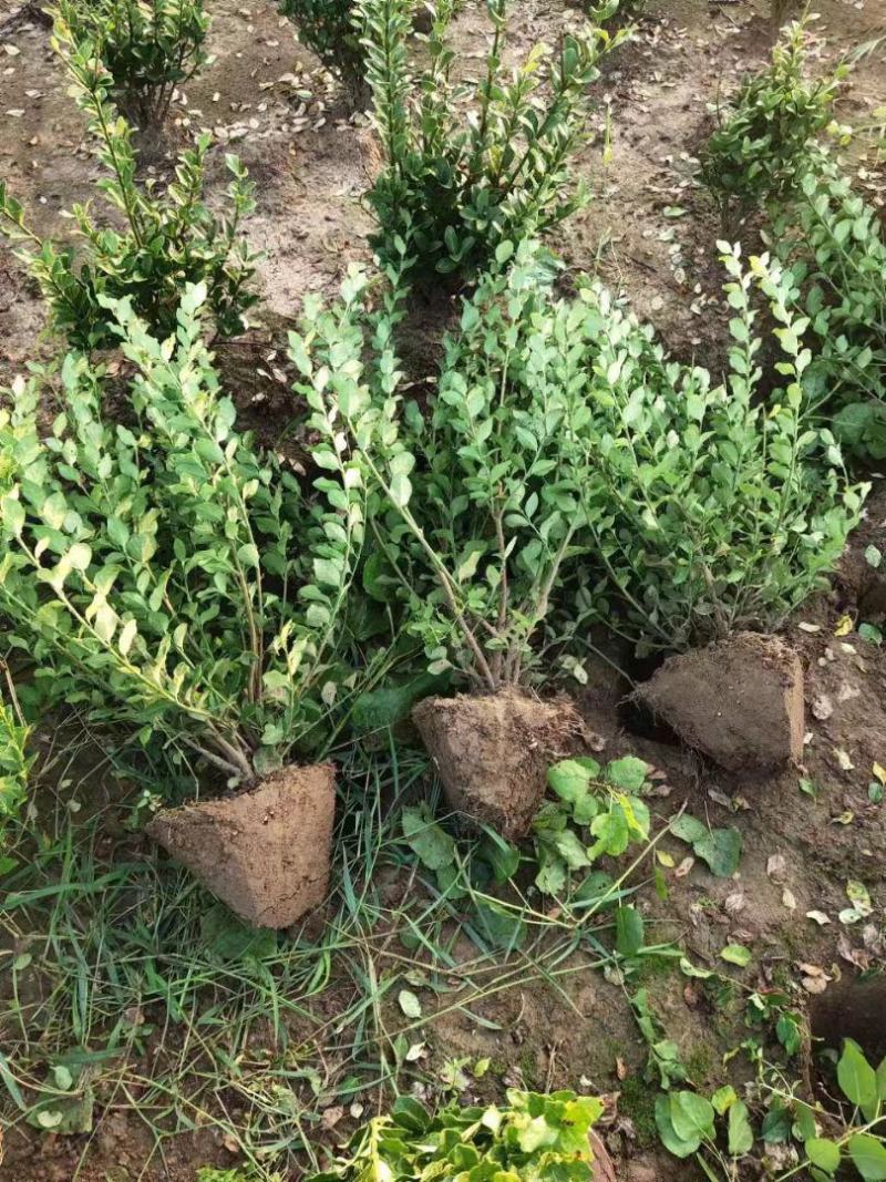 卫矛毛球，【江苏基地直发】，无中间商，现场挖苗，包活