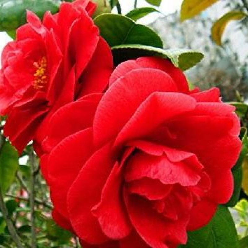 山茶花苗盆栽地栽花卉庭院花坛绿化小苗四季常青开花大叶茶花