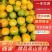 【蜜桔】精品蜜橘大量供应中皮薄多汁品质保证