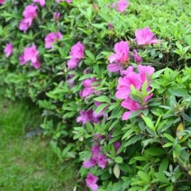 毛杜鹃花苗四季常青庭院园林绿化春娟老虎花城市花坛布景苗木