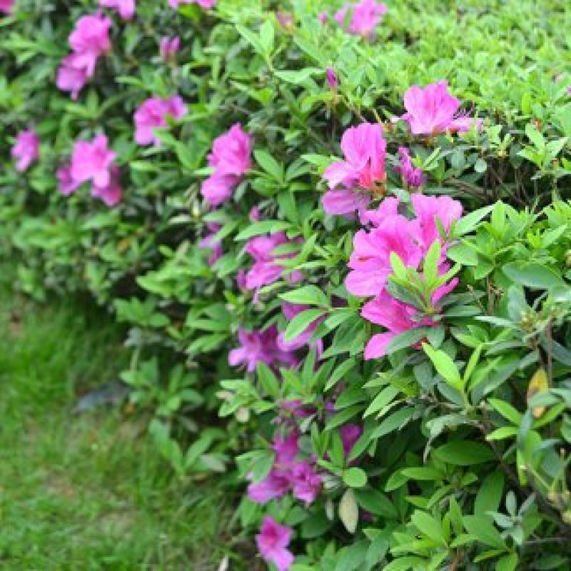 毛杜鹃花苗四季常青庭院园林绿化春娟老虎花城市花坛布景苗木