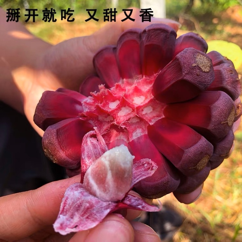 新鲜黑老虎布福娜果恶魔果酒饭团水果当季应季