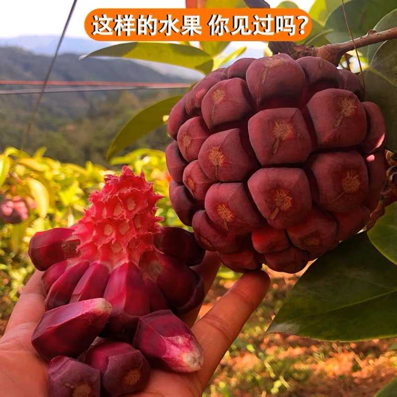 新鲜黑老虎布福娜果恶魔果酒饭团水果当季应季