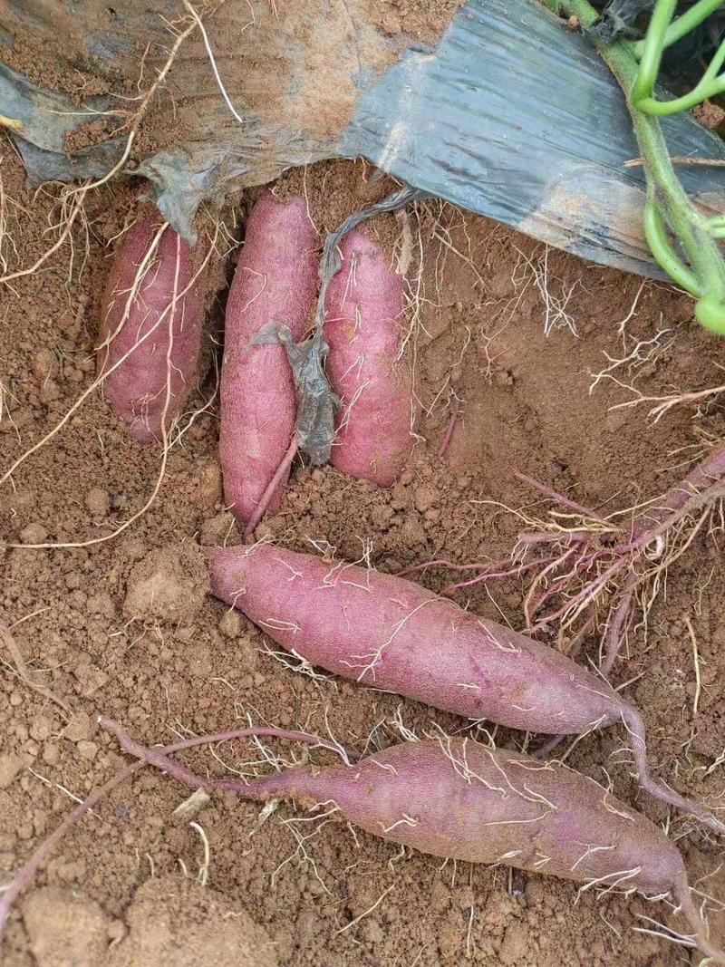 云南高原紫薯，一手货源货源充足，对接全国市场欢迎来电采购