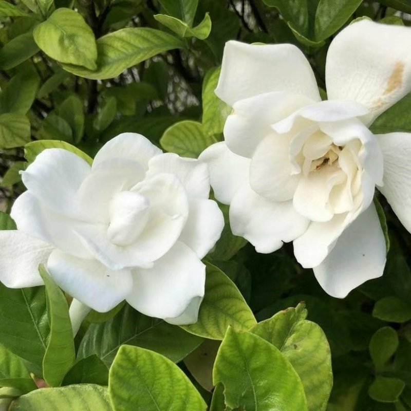 栀子花树苗浓香型盆栽花卉芳香耐热多年生地栽大叶栀子花小苗