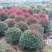 红叶石楠球城市花坛布景校园绿化园林工程球形小苗木庭院造型
