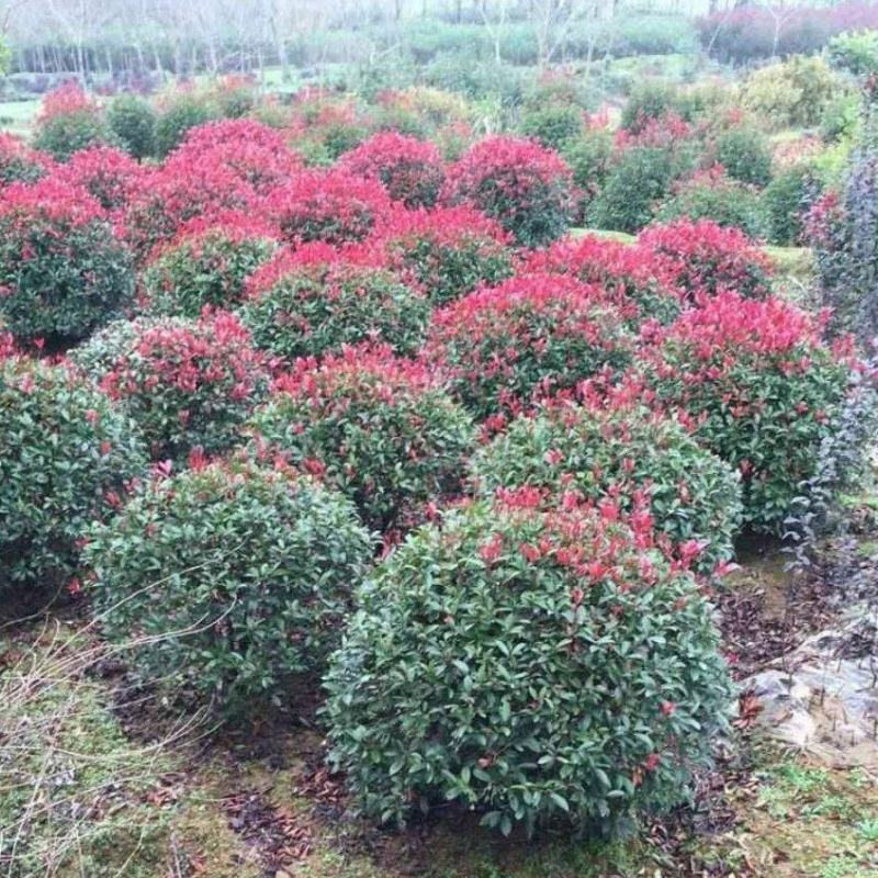 红叶石楠球城市花坛布景校园绿化园林工程球形小苗木庭院造型