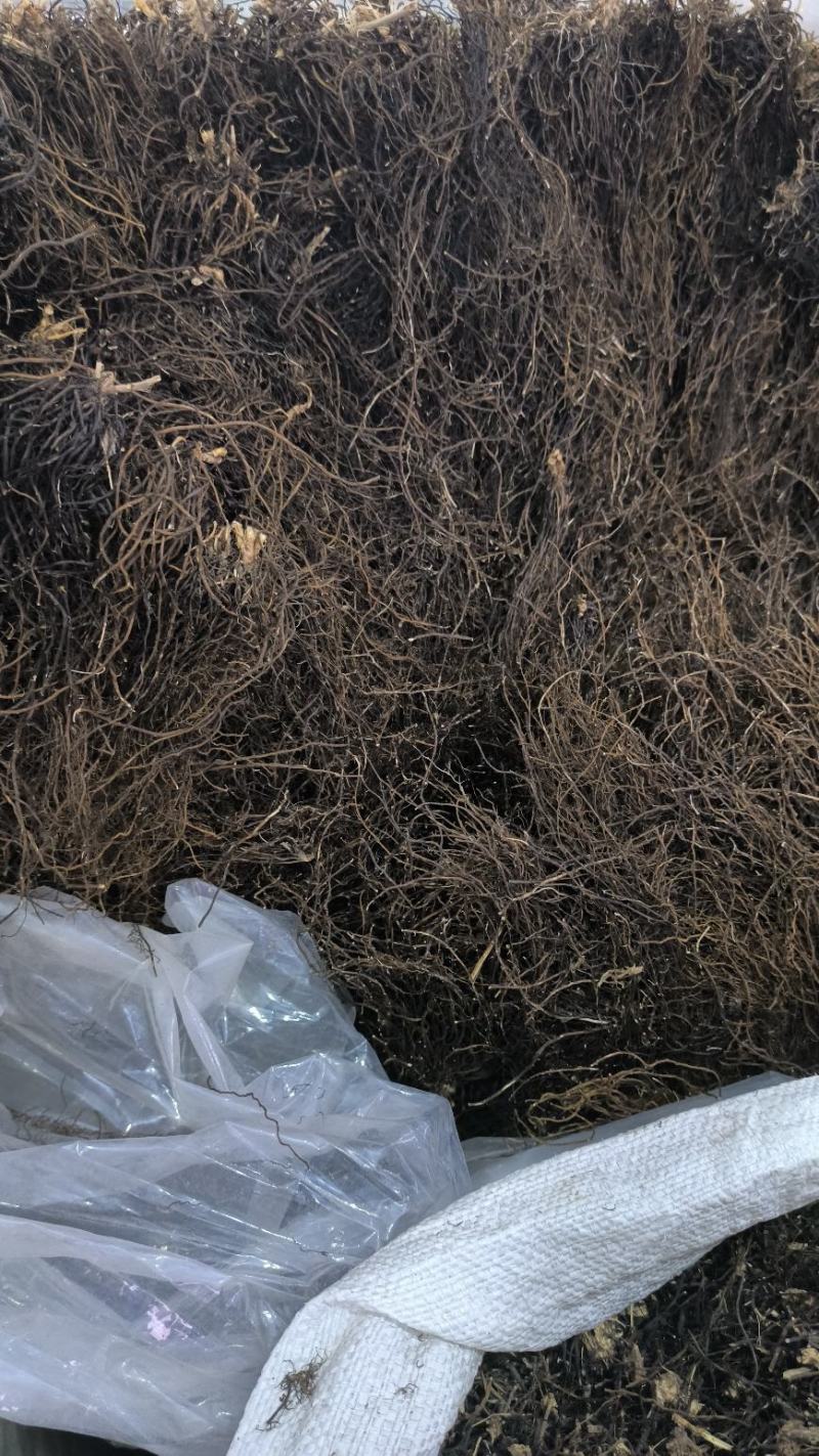 威灵仙中药材整株水洗威灵仙规格齐全威灵仙头须子
