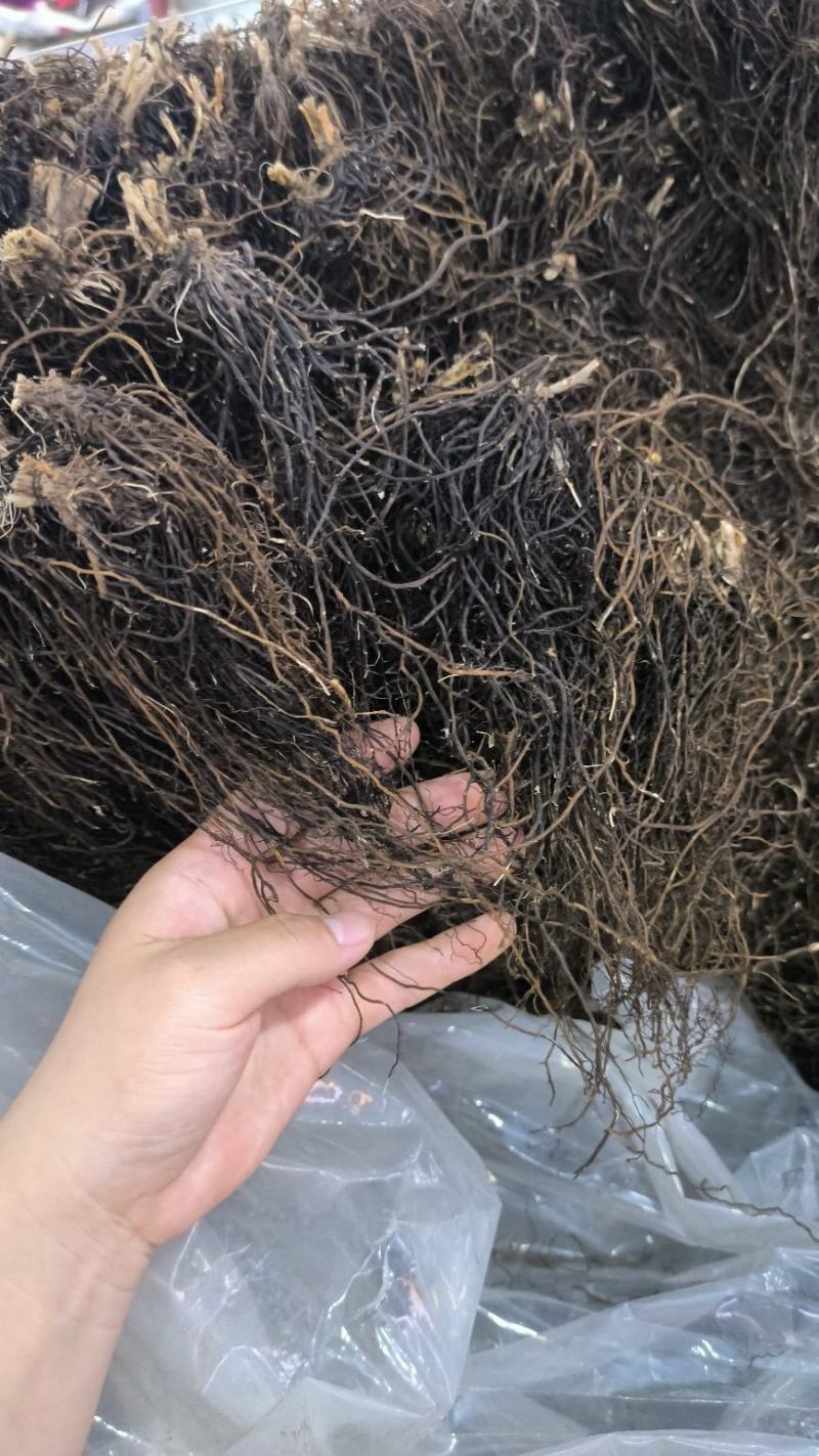 威灵仙中药材整株水洗威灵仙规格齐全威灵仙头须子