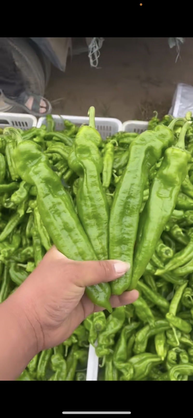 辣椒301薄皮辣椒河南辣椒基地现采现发诚信经营