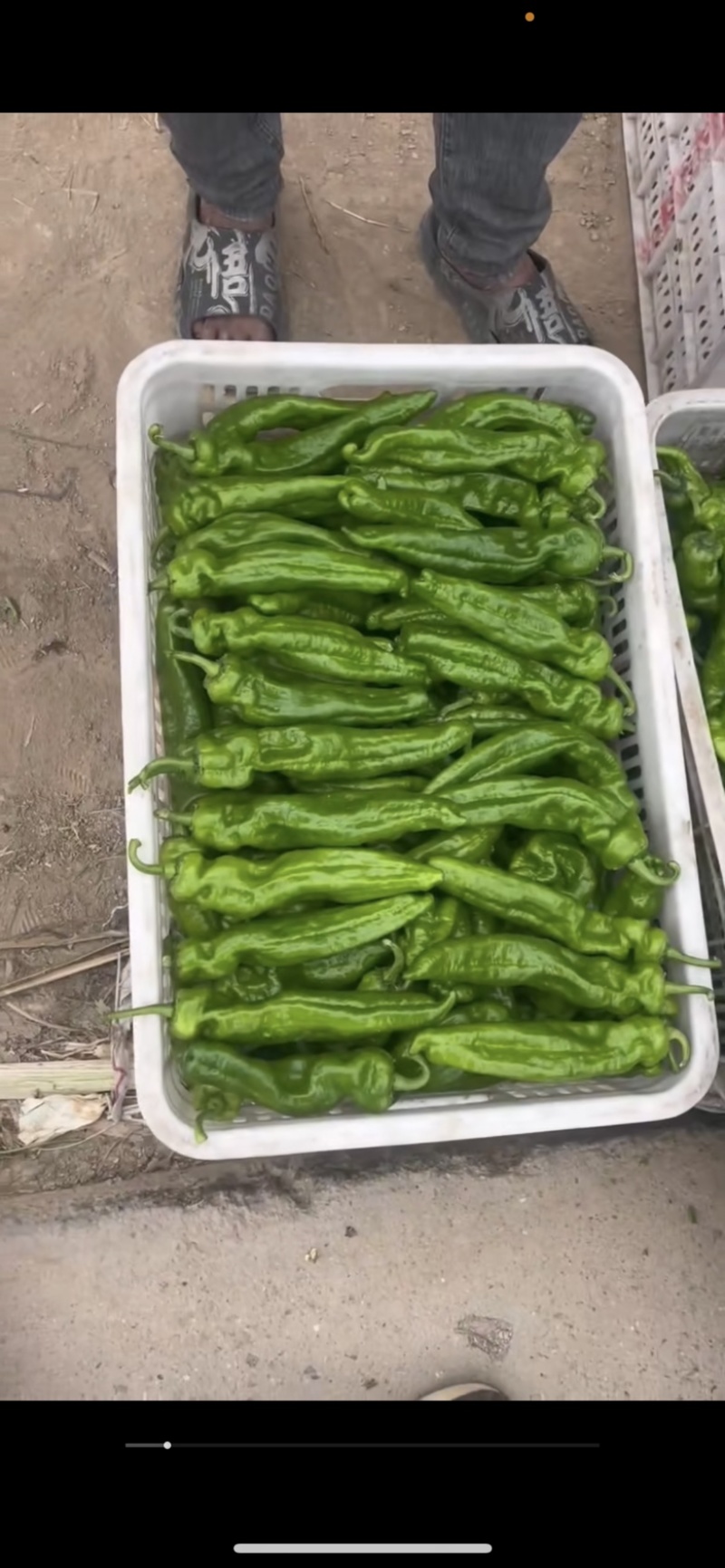 辣椒301薄皮辣椒河南辣椒基地现采现发诚信经营